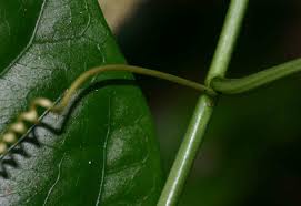Image result for Adenia rumicifolia