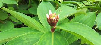 Image result for Hugonia elliptica