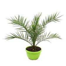 We did not find results for: Phoenix Canariensis Canary Island Date Palm Indoor House Plants