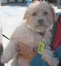 The members of the san diego poodle club are passionate about poodles and are on a mission to help poodles in need. Poodle Mix Pets And Animals For Sale San Diego Ca