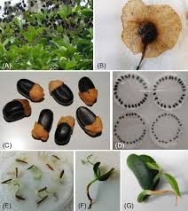 Image result for Dialium guineense