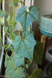 Image result for Cyclantheropsis parviflora