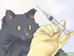 Your cat will need pain relief, to have their ear drained, and treatment for the underlying cause. How To Treat Ear Haematomas In Cats 15 Steps With Pictures