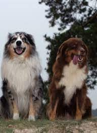 A certificate of authenticity is also included. Australian Shepherd Breed Information History Health Pictures And More
