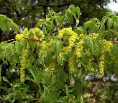 Image result for Canarium schweinfurthii