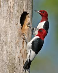Black And White Bird Red Head Male Red Headed Woodpecker Showing New Home To Female At Acworth Ga Woodpecker Birds World Birds