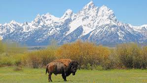 Not only will this make. 15 Facts About Bison U S National Park Service