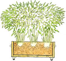 Bamboo In A Box Makes A Portable Screen Bambus Sichtschutz Garten Bambus Bambus Garten Ideen Und Garten