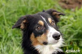 As they can inherit one or both parents' coat colors, aussie borders may or may not have tan or white markings. Sind Australian Sheperds Und Border Collie Die Gleiche Hunderasse Hund