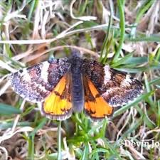 Image result for Anisopappus abercornensis