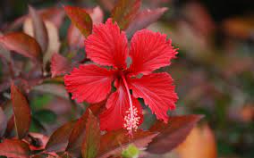 Flowers speak more than words! Red Hibiscus Flower Hd Widescreen Wallpapers Hibiscus Hibiscus Flowers Flowers