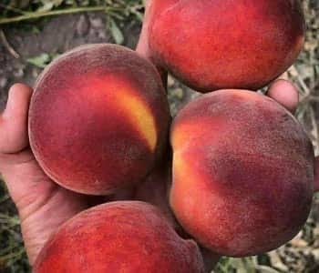 نهال هلو مخملی