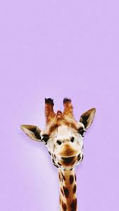 We did not find results for: Iphone Cute Giraffe Backgrounds 610x1084 Wallpaper Teahub Io