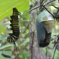 Black And White Striped Caterpillar With Yellow Belly Common Monarch Ailments 101 Save Our Monarchs