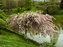 Crabapples make a tangy jelly. Crabapple Trees How To Grow And Care For Flowering Crabapples Garden Design