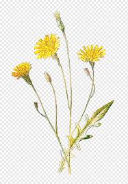 Maybe you would like to learn more about one of these? Wildflowers Of North America A Guide To Field Identification Wild Flower Watercolor Painting Plant Stem Flower Png Pngwing