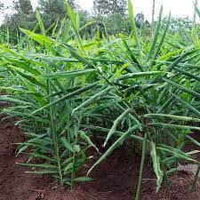 Zingiber officinale roscoe) merupakan sejenis tumbuhan yang selalu digunakan sebagai rempah perasa dalam masakan. Anak Pokok Halia Kebuna Putrajaya