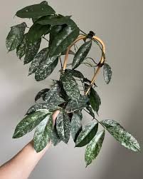 Image result for Carvalhoa campanulata