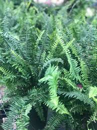 Zillow has 108 homes for sale in whiteville nc. Mcqueen S Nursery Landscaping Inc Posts Facebook