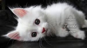 Dear friends, we would like to draw your attention to the fact that all cats of our cattery have been examined for genetic and viral diseases. White Maine Coon Complete Guide Maine Coon Central