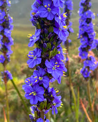 Image result for Aristea angolensis