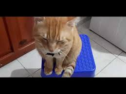 Kral Kedi Haydar Sevenlere Selam Olsun Youtube