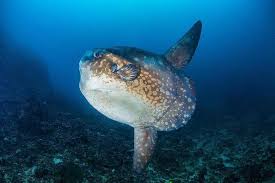 Ocean Sunfish Endless Ocean Wiki Fandom Ocean sunfish are usually found in oceanic waters, but occasionally come inshore. ocean sunfish endless ocean wiki fandom