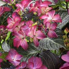 Our skilled florists have presented these cheerful blooms in astonishing bunches, bouquets, and other fancy arrangements. Buy Lacecap Hydrangea Hydrangea Macrophylla Dark Angel Purple Black Diamonds Series 19 99 Delivery By Crocus