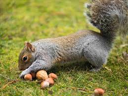 Image result for squirrel burying acorn