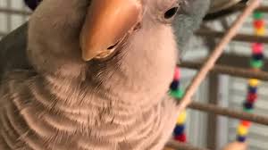 From what we could gather, the typical cost for a premium quaker parrot can vary anywhere from $250 to $550 each, before any shipping fees. How To Care For Your Quaker Parrots Pethelpful