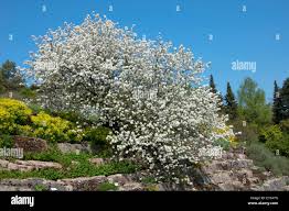 Image result for Amelanchier ovalis