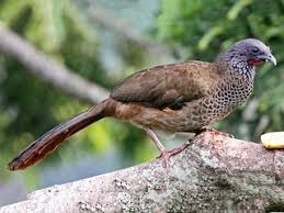 Wat gaat er zelfs voor de gasten allemaal aan vooraf? Colombian Chachalaca Ortalis Columbiana Birds Of The World