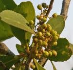 Image result for Gymnosporia pubescens