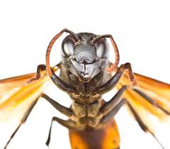 Cette nourriture a la vertu de faire d'une larve une abeille adulte en l'espace de 16 jours, alors que 21 à 25 jours sont nécessaires pour les autres abeilles nourries au miel d'abeilles et au pollen. Guepe Frelon Abeille Attention Aux Piqures Chez Le Chien Maladies Et Prevention Chien Santevet