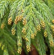 Image result for Cryptomeria japonica