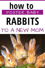 Best Tips To Fostering Kits To A New Mother Foster Baby The Fosters Raising Farm Animals