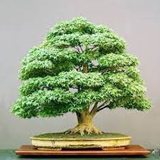 10 Pcs Single Raling Bonsai Tree Seeds Global Seeds Buy Online At Best Prices In Bangladesh Daraz Com Bd