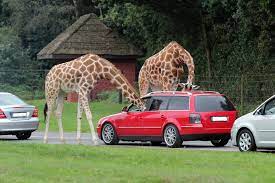 An oasis of tranquility in the heart of nairobi, the safari park hotel in nairobi blends stylishly elegant african architecture with supremely luxurious accommodation; Hodenhagen Serengeti Park