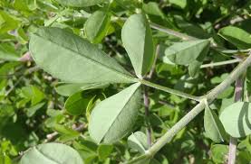 Image result for Crotalaria capensis