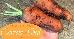 Planting Carrot Seeds Tips For Growing Carrots From Seed Planting Carrots Seeds Growing Carrots From Seed Growing Carrots