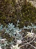 Image result for Helichrysum ellipticifolium