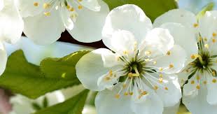 Check spelling or type a new query. A Guide To Patio Fruit Trees Love The Garden