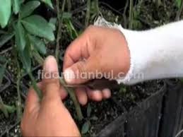 Evde limon ağacı dikimi yılın 12 ayında yapılabilir. Limon Fidani Nasil Asi Yapilir Youtube