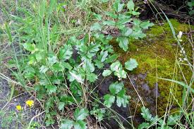 When this oil touches your skin, it often causes an itchy, blistering rash. Poison Oak Pictures To Help You Id This Plant