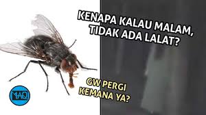 We did not find results for: Kemana Perginya Lalat Saat Malam Hari Kenapa Menghilang Saat Malam Hari Youtube