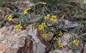 Image result for Janusia