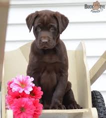 Black And Tan Labrador For Sale Stacey Labrador Retriever Puppy For Sale In Baltic Oh Buckeye Puppies Labrador Retriever Puppies Labrador Retriever Labrador