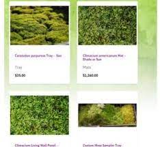 Maintain a consistent flow of moss killer down the line. Online Stores To Buy Moss