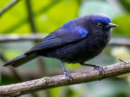 Image result for Kedrostis capensis