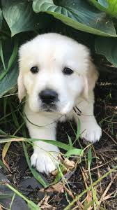 Golden retrievers usually have litters of up to eight puppies. Recommendations For Cream Golden Breeders Golden Retriever Dog Forums